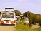 肯尼亚国家公园大象争斗撞坏游览车