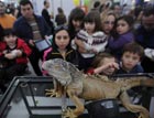 智利首都圣地亚哥举办宠物博览会(组图)