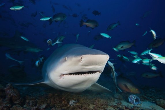 饥饿鲨鲨鱼排名_饥饿鲨所有鲨鱼图片(2)