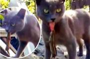 猫咪玩弄蜥蜴遭咬舌报复