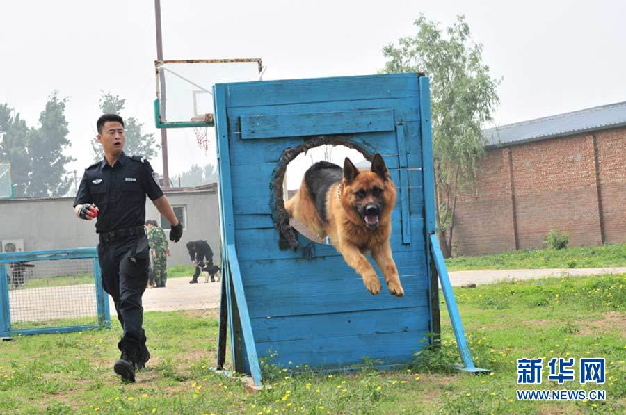 探访北京警犬训练基地