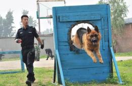 探访北京警犬训练基地