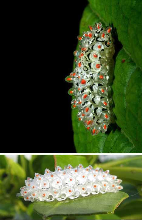 Windwing - Crystal Caterpillar