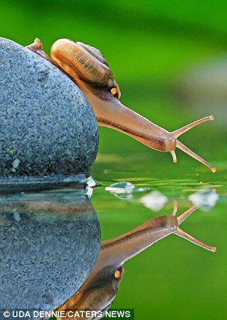 Windwing -  Snails Crossing The River