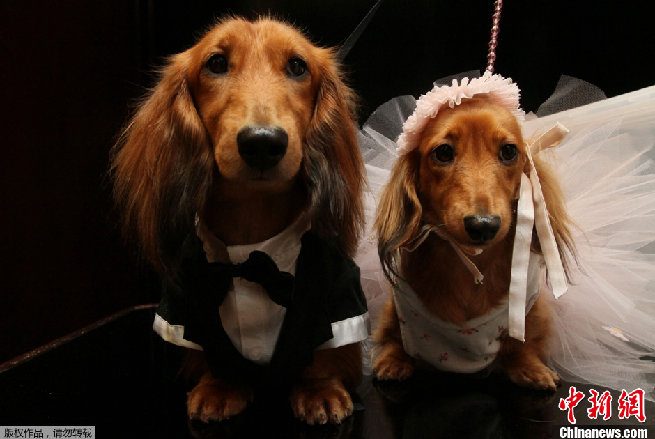 美国纽约举办狗狗集体婚礼盛装打扮尽显奢华