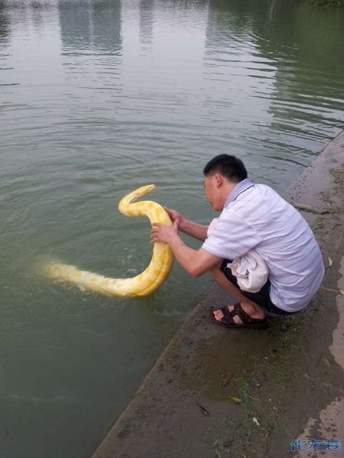 死亡黄金蟒图片