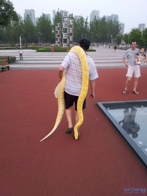 死亡黄金蟒图片