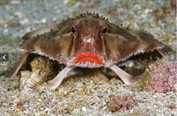 揭秘深海生物百态:食人魔鱼面相恐怖