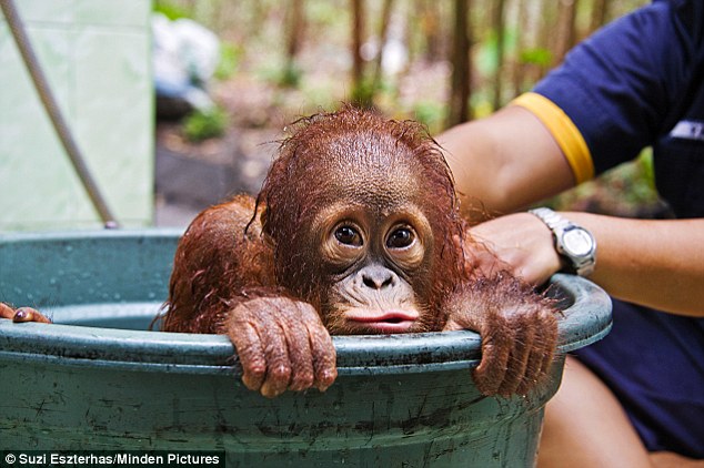 马来西亚小猩猩想尽办法拒绝洗澡