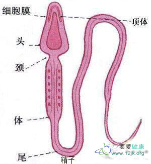 <em>女性怀孕全过程</em>17张图全刨析 - 青春重新走一回