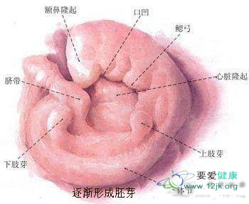 <em>女性怀孕</em>全过程17张图全刨析 - 青春重新走一回