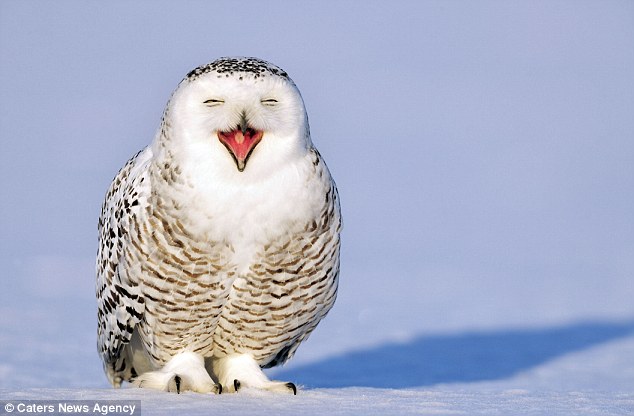 加拿大雪鹰睡眼朦胧雪地做运动
