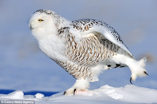 加拿大雪鹰睡眼朦胧雪地做运动
