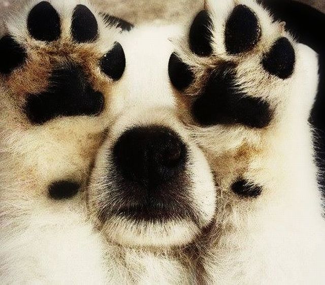 动物 瞬间/让你笑到喷饭的动物超爆笑瞬间(3/33)