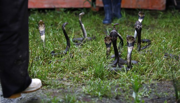 中国蛇村:养殖毒蛇而得名