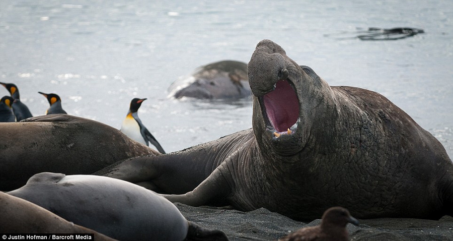 美象海豹为保护雌性与对手开战