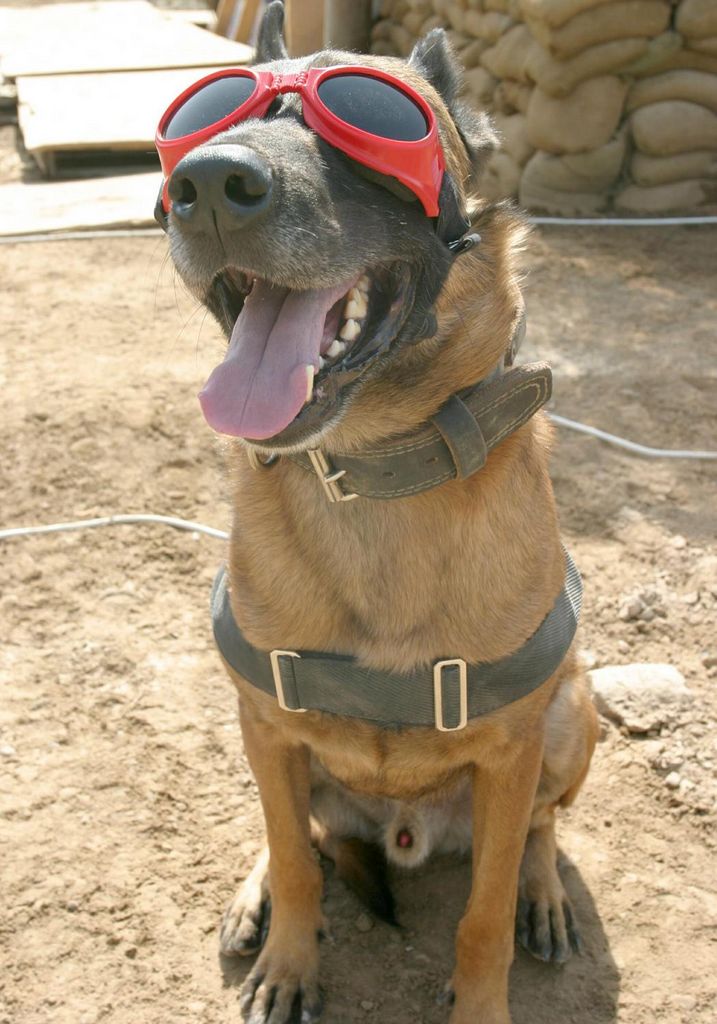 美国军犬戴上专用风镜帅气十足