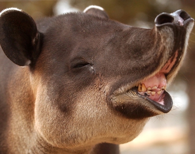 世界最丑陋的动物:中国冠毛犬屡获选丑冠军