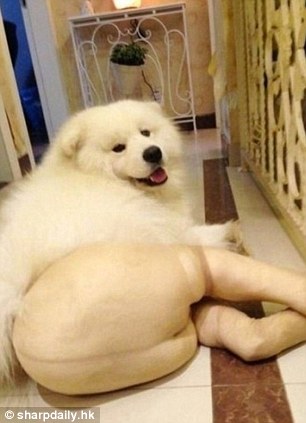 中国狗狗秀性感丝袜照引英媒关注