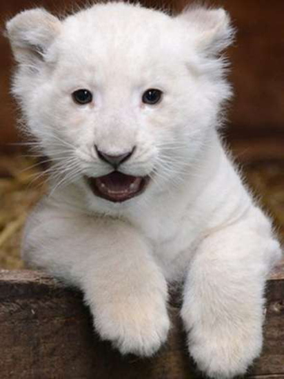 刚出生不久的小白狮