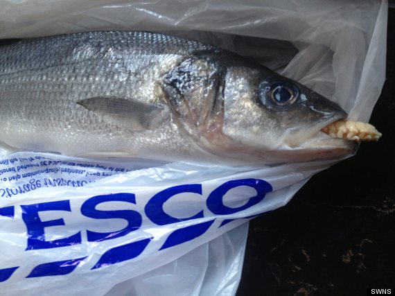 英国特易购超市所售鱼中现寄生虫 公司下令调