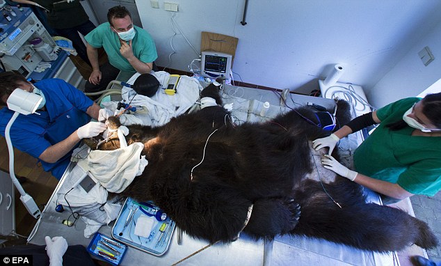 患牙病棕熊全身麻醉接受兽医治疗