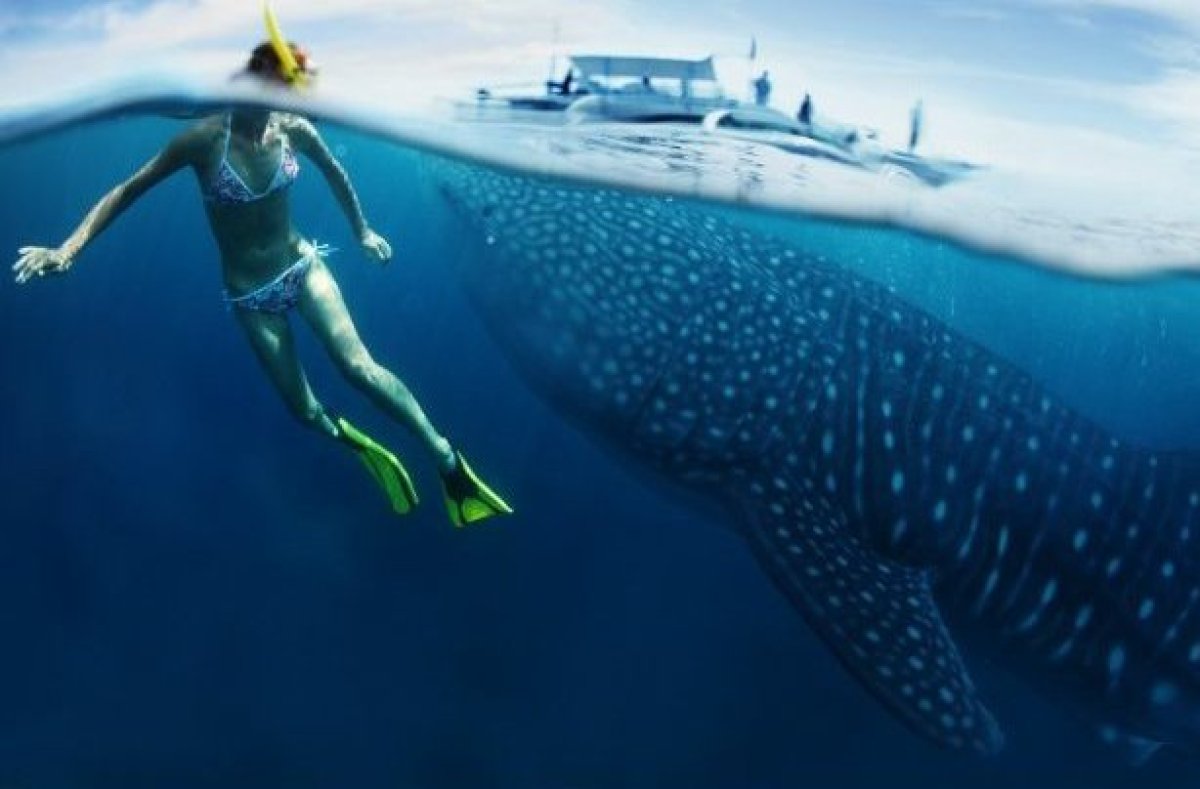 Free Images : underwater, tropical, aquatic, predator, swimming, reef ...