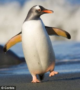 Pinguin Flossen