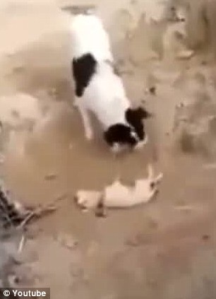 文章配图