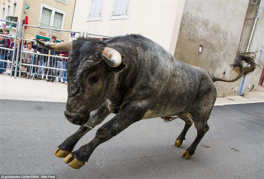 西班牙斗牛士被公牛抛向空中