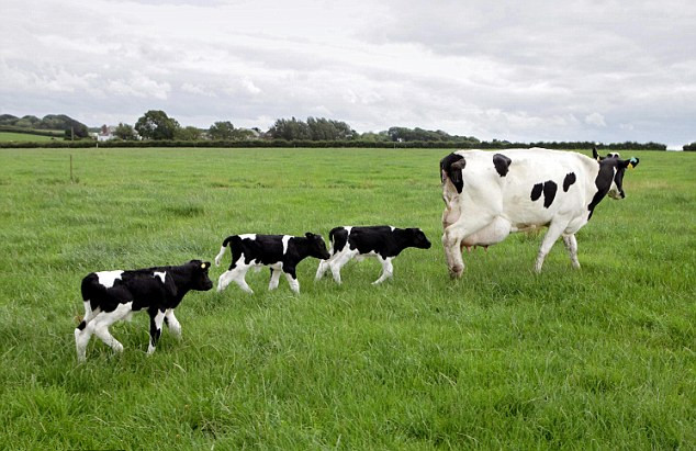 英母牛产下罕见三胞胎长相各不同