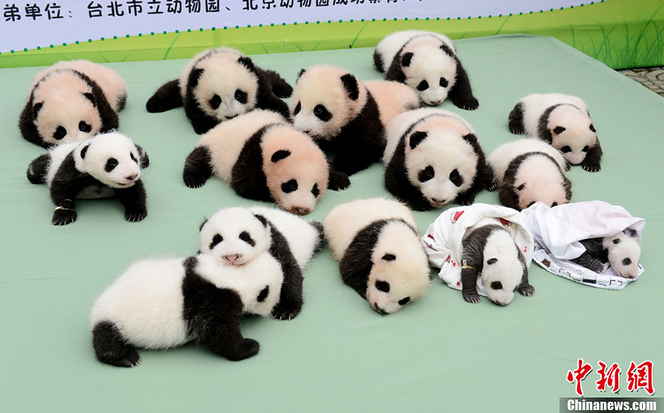 中国保护大熊猫研究中心新生熊猫宝宝集体亮相