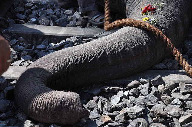 印度大象被火车撞倒不幸身亡