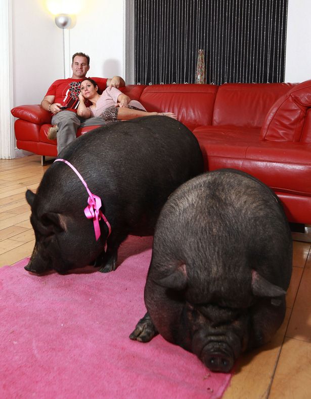 英国夫妻与宠物大肥猪分享房间_博览_环球网