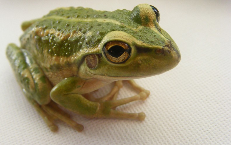 英考古学家研究推断英国祖先曾大量捕食青蛙