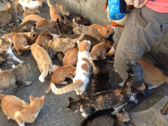 日本猫岛图片