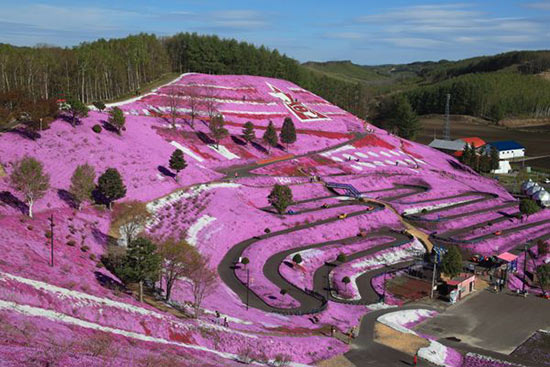 亲临粉色海洋 欣赏惊艳的日本北海道花海