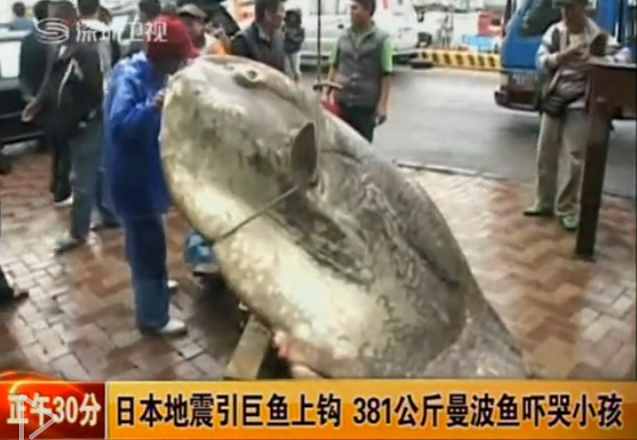 81公斤巨鱼上钩 牛人揭秘各种稀奇河中巨怪