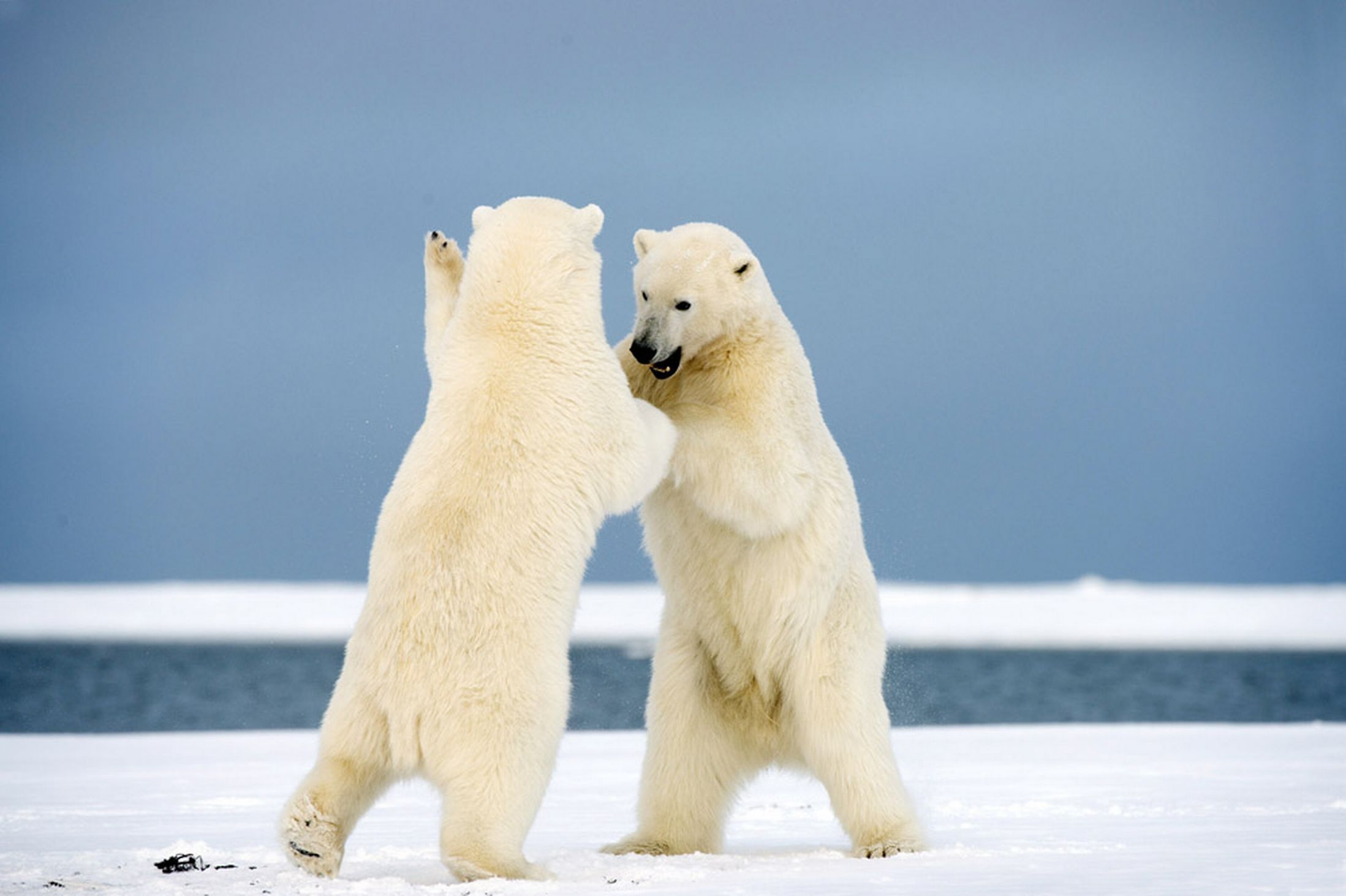 加拿大北极熊高清摄影壁纸 -桌面天下（Desktx.com）