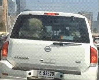 迪拜土豪炫富车载狮子大街上兜风(图)