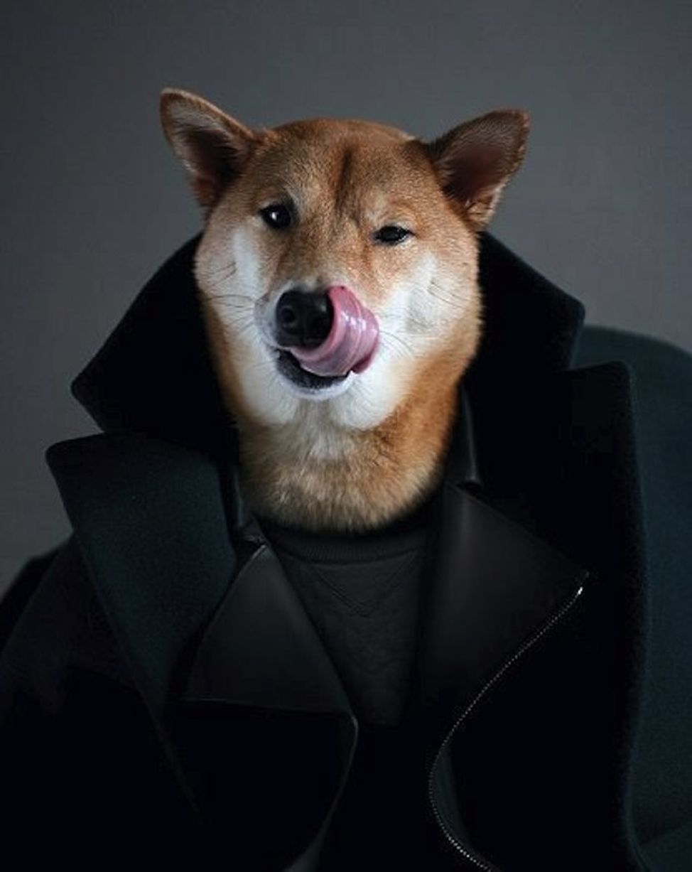 柴犬 菩提图片