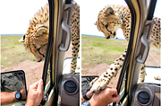 非小猎豹跳上车前盖温情抚摸游客