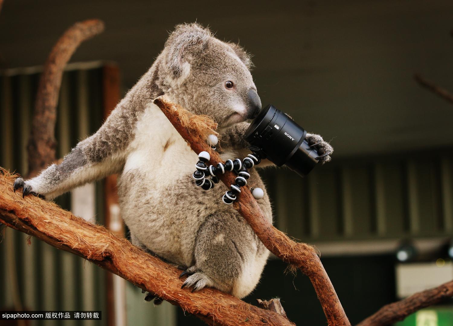 澳<em>考拉</em>爱<em>自拍</em> 搔首弄姿停不下_博览_环球网