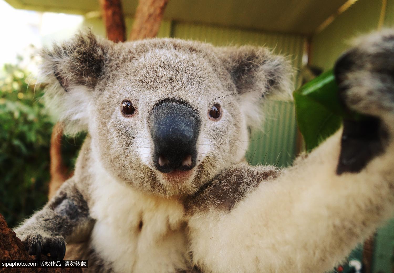 澳<em>考拉</em>爱<em>自拍</em> 搔首弄姿停不下_博览_环球网