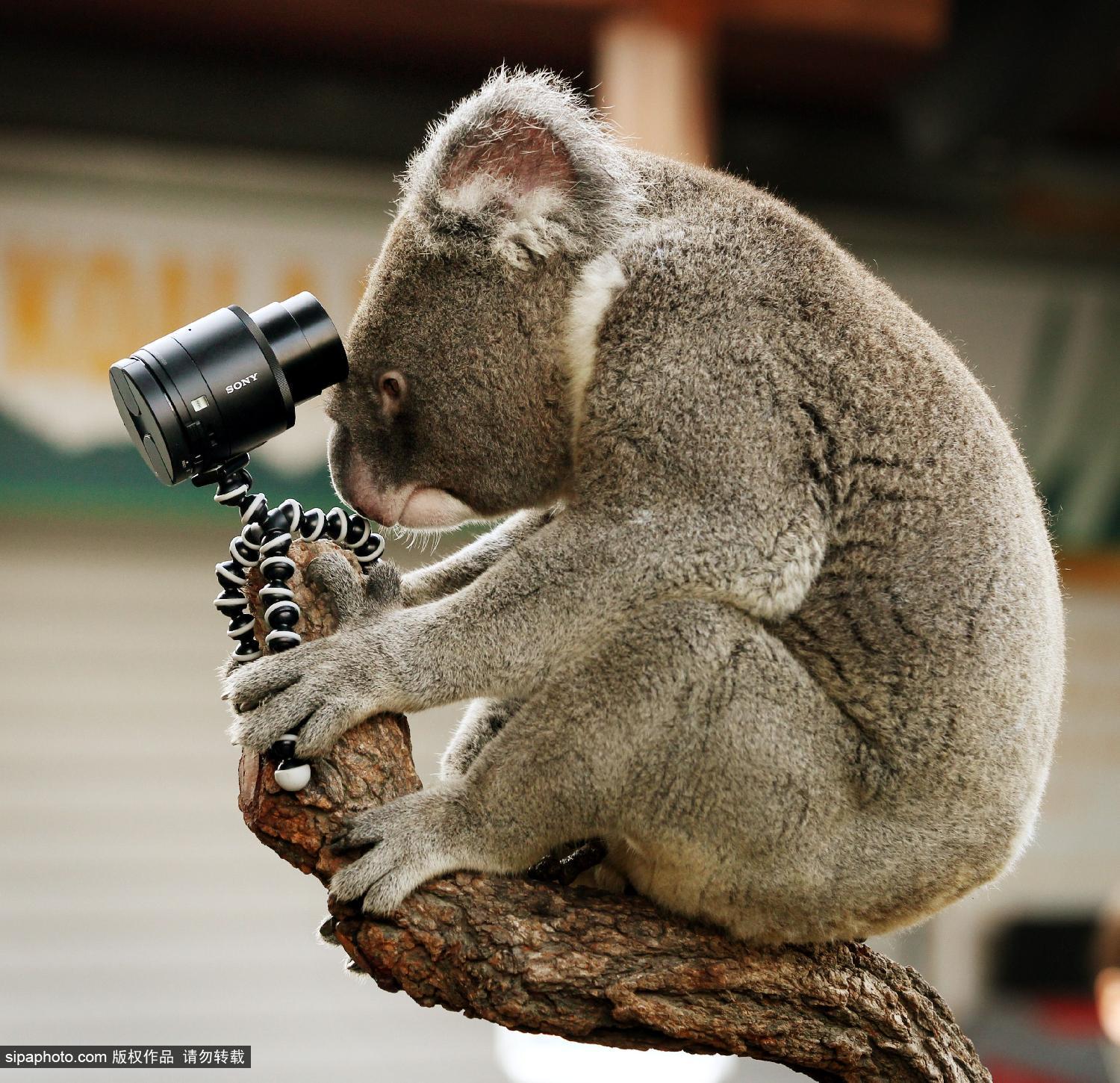 澳<em>考拉</em>爱<em>自拍</em> 搔首弄姿停不下_博览_环球网