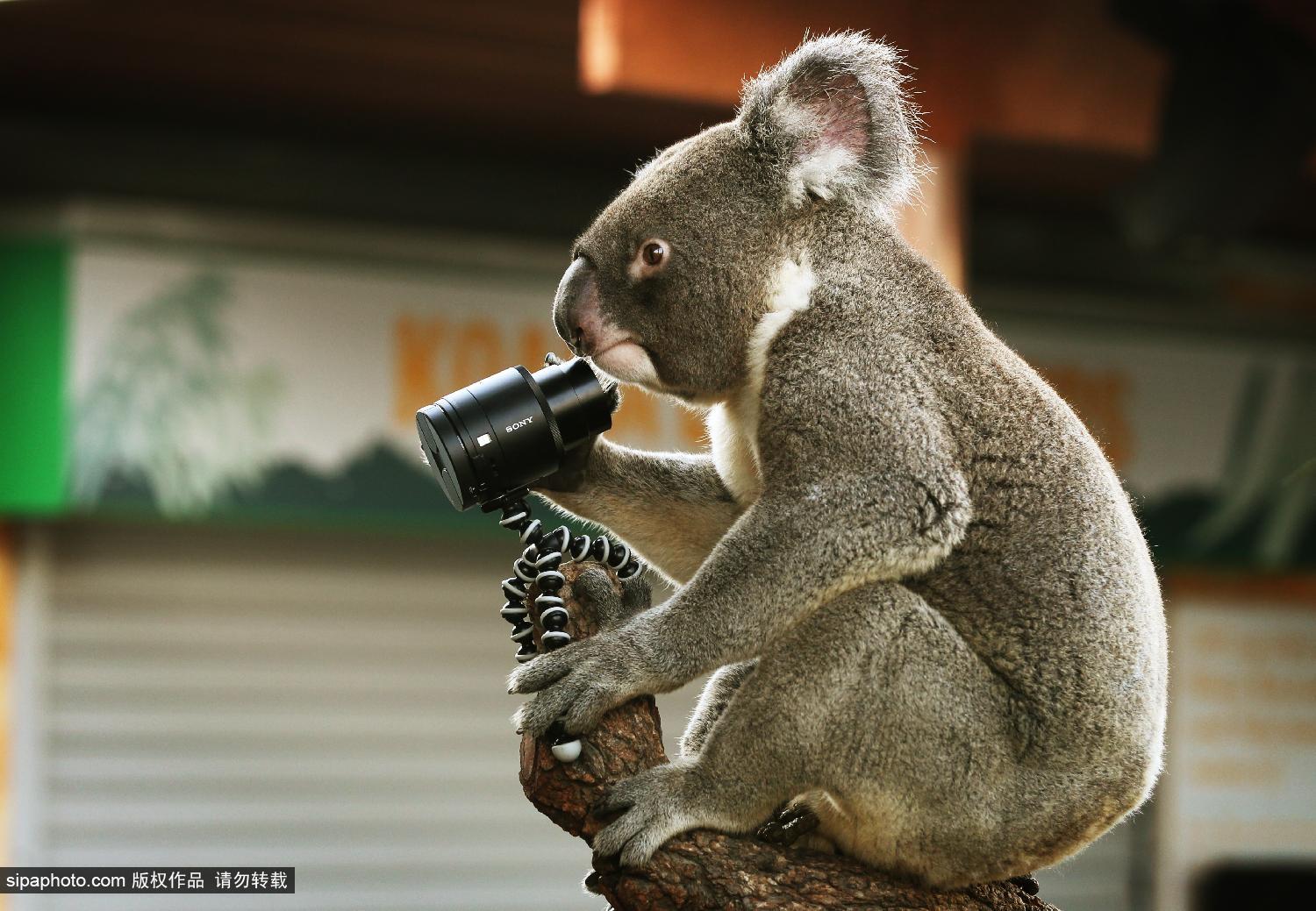 澳<em>考拉</em>爱<em>自拍</em> 搔首弄姿停不下_博览_环球网