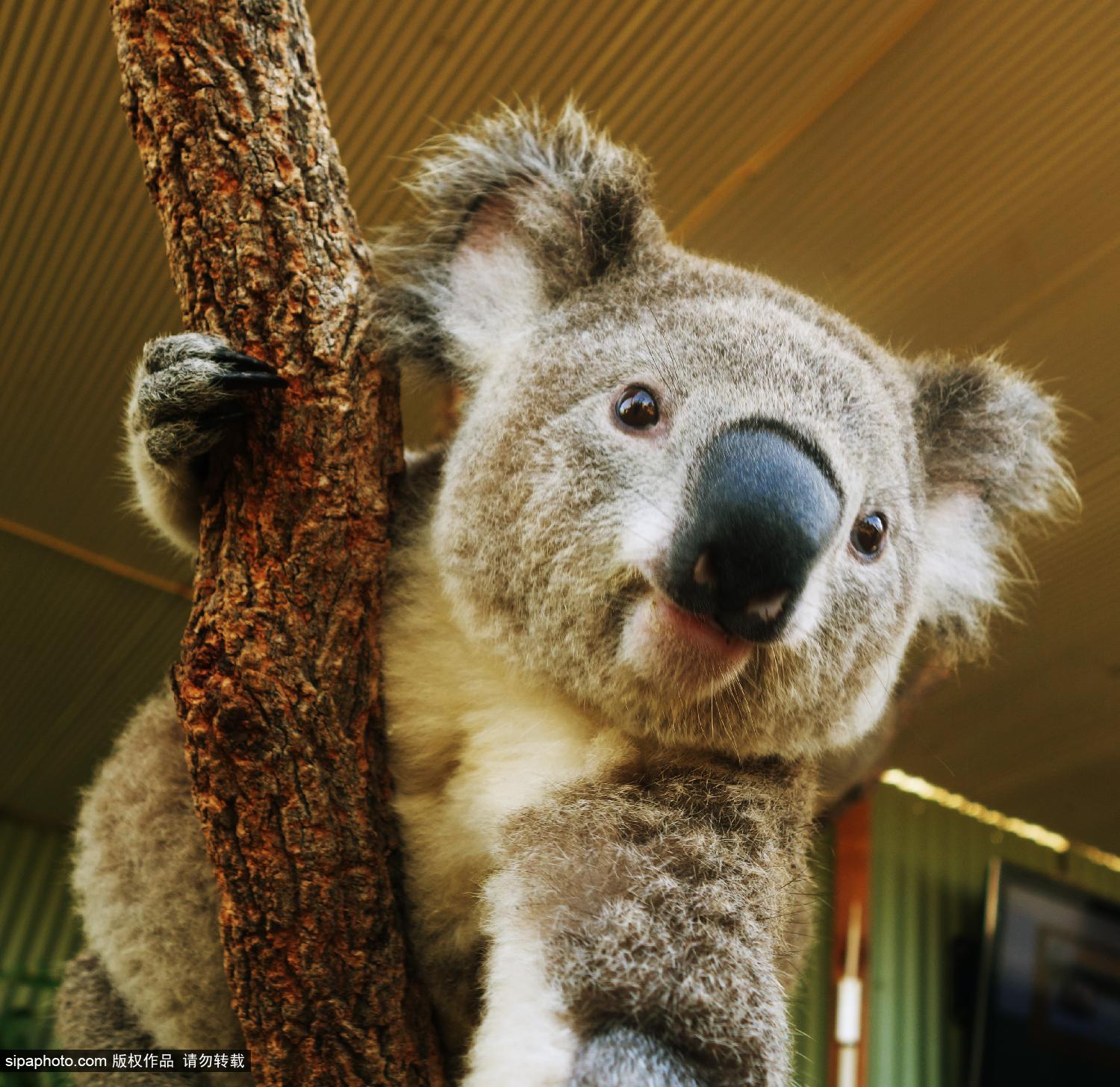 澳<em>考拉</em>爱<em>自拍</em> 搔首弄姿停不下_博览_环球网