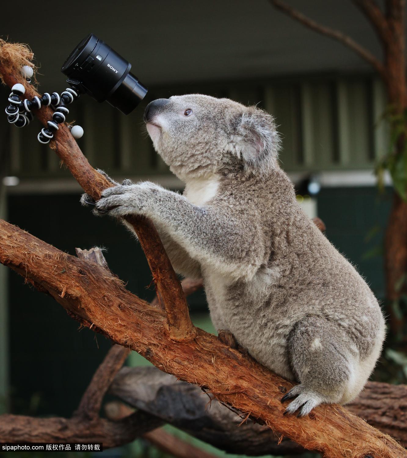 澳<em>考拉</em>爱<em>自拍</em> 搔首弄姿停不下_博览_环球网