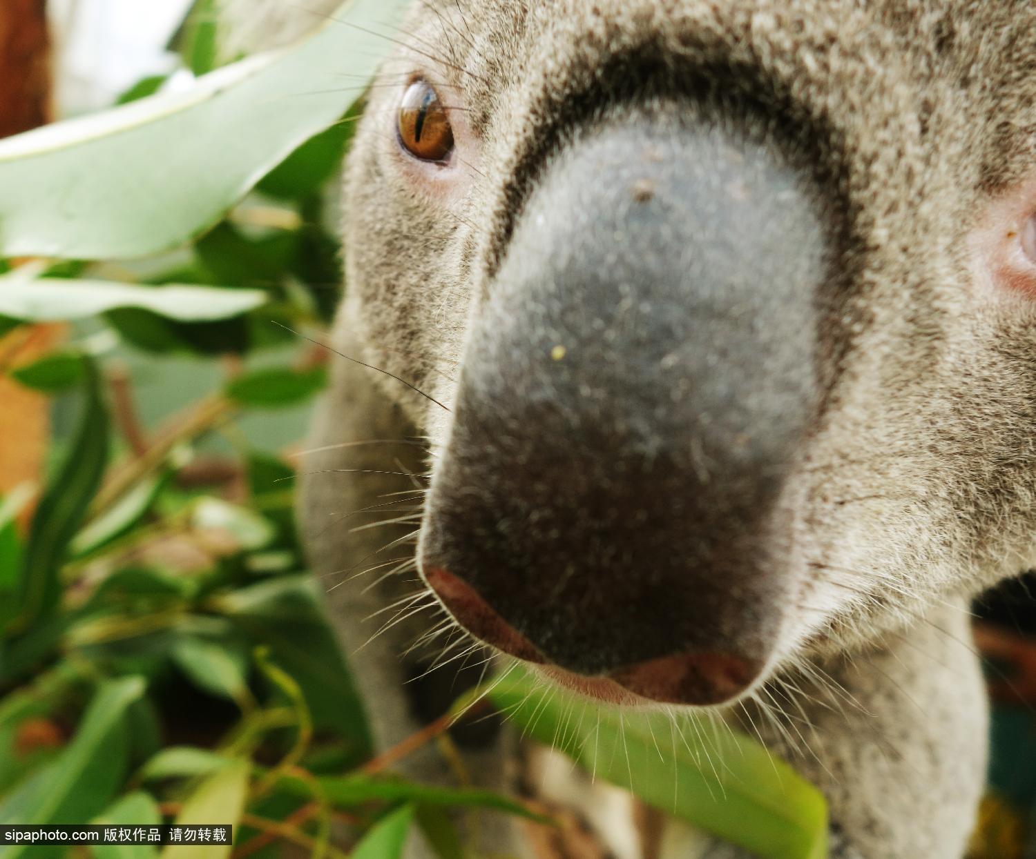 澳<em>考拉</em>爱<em>自拍</em> 搔首弄姿停不下_博览_环球网