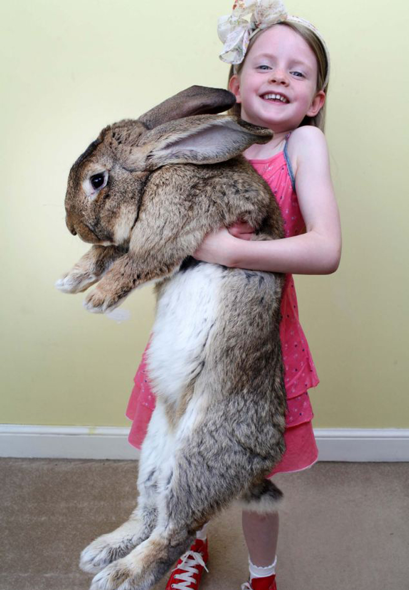 世界最大兔子体长1米重45斤 每年吃4千美元食物